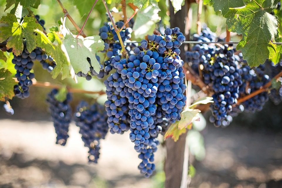 https://voyages-moldavie.com/wp-content/uploads/2018/08/purple-grapes-553464_960_720-960x640.jpg