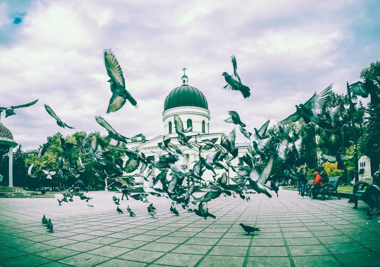 https://voyages-moldavie.com/wp-content/uploads/2019/06/Pigeons-1280x899.jpg