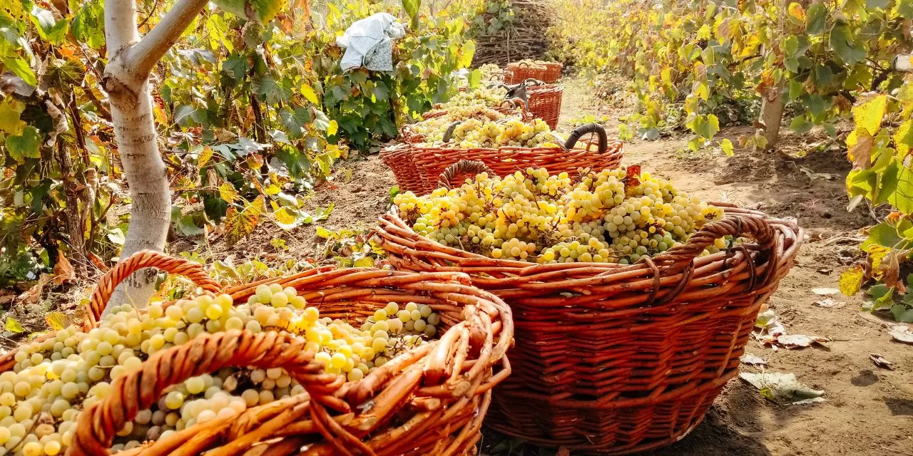 La route des vins moldaves – un itinéraire culturel certifié par le Conseil de l&rsquo;Europe