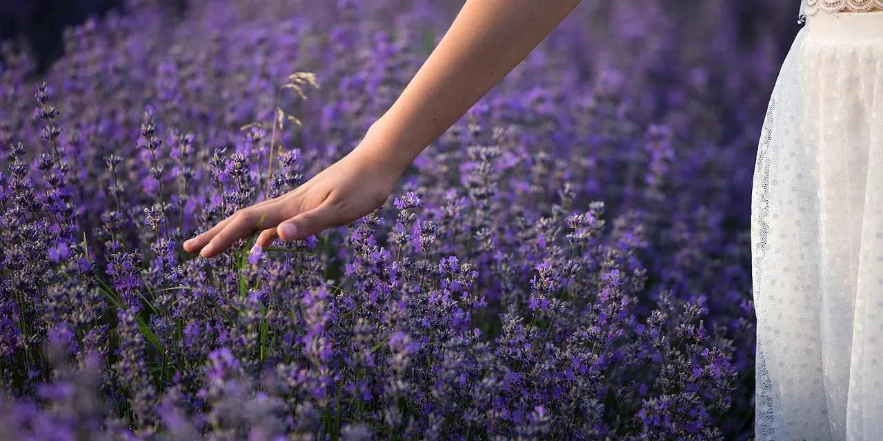 I campi di lavanda della Moldavia – i concorrenti della Provenza?