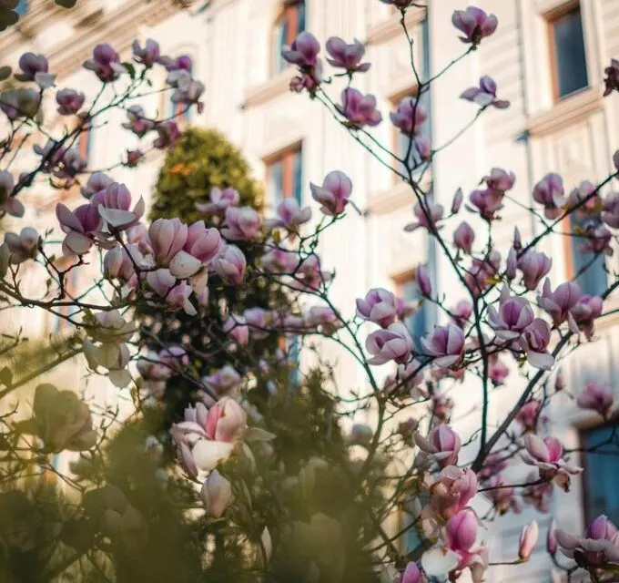 La ville Chisinau couverte de fleurs dans les photos de Vlad Belov