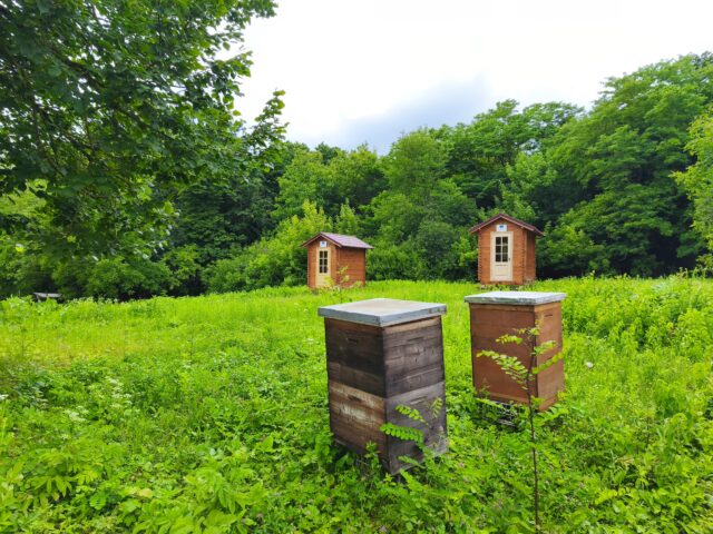 Riserva naturale Plaiul Fagului Moldova